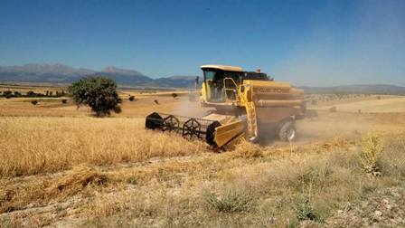 Seydişehir'de buğday hasadı başladı