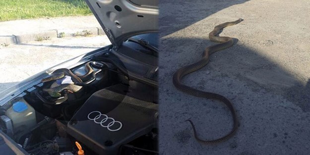 Otomobilin motorundan 3 metre boyunda yılan çıktı