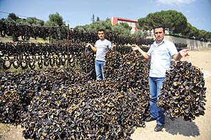 "Patlıcan Vadisi"nden iki kıtaya ihracat