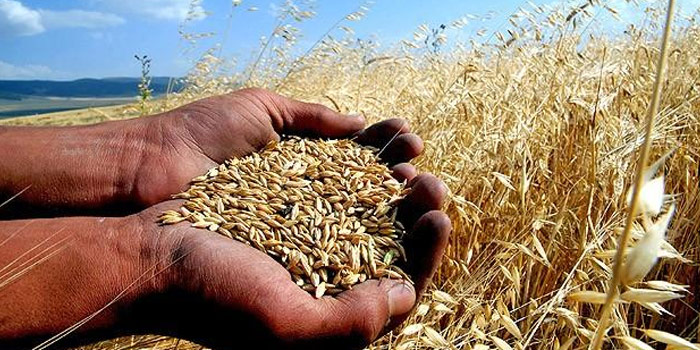 Seydişehir TMO'da hububat alımı başladı