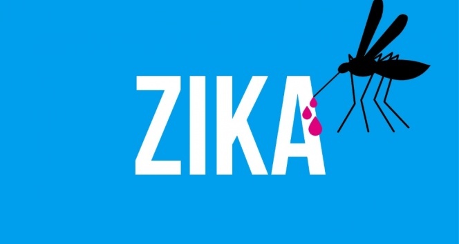 Zika virüsü ev sineklerinde de tespit edildi