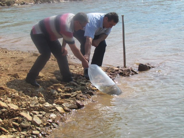 Hüyük’ün göletlerine 10 bin yavru sazan