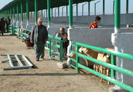 İllere göre kurbanlık hayvan satış fiyatları