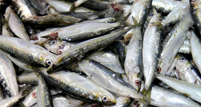 Kırmızı et açığı balıkla kapatılmalı önerisi