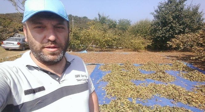 Düzce’de fındık hasadı başladı