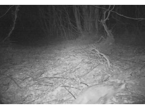 Yalova'da yaban kedisi "fotokapan"a takıldı