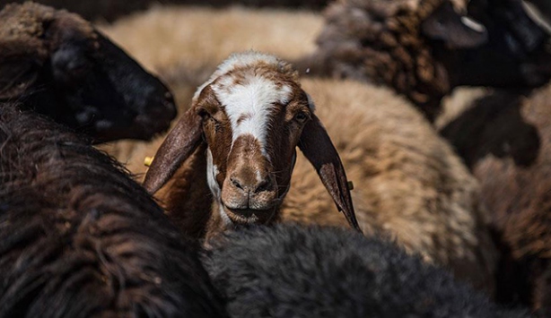 Türk Kızılayı kurban fiyatlarını açıkladı
