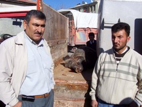 Sürüye saldıran domuzu öldürdü