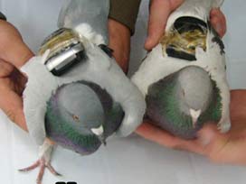 Güvercinle cezaevine telefon servisi