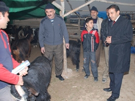 Tuzcuoğlu, hayvan pazarını gezdi