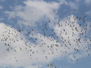Beyşehir'de leyleklerin toplu göçü