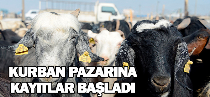 Meram’da kurban pazarına kayıtlar başladı