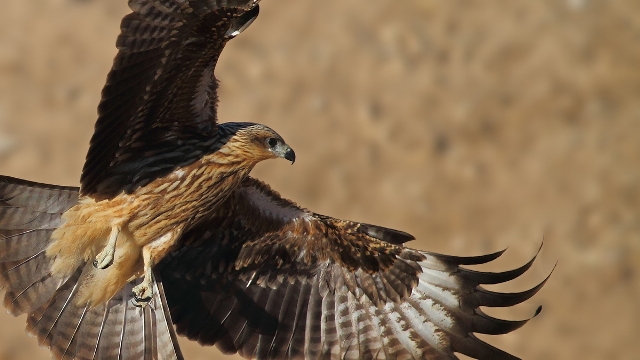 Kara çaylağı avlayan kişiye 7 bin 850 lira ceza