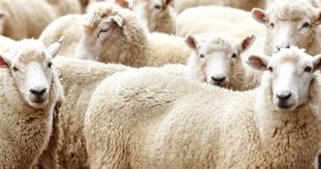 Kurbanlık alırken "kurban" olmayın