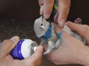 Ağaçta boynuna ip dolanan güvercin kurtarıldı