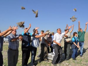 Seydişehir'de 400 keklik doğaya bırakıldı
