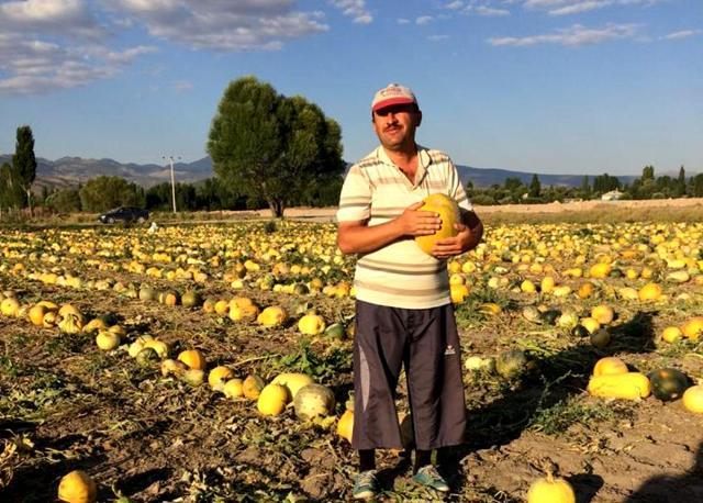 Kabak çekirdeğinde 875 ton rekolte bekleniyor