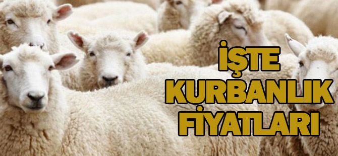 ​Kurbanlık fiyatları açıklandı