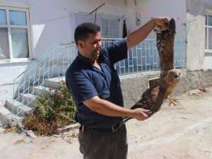 Yaralı kızıl şahin koruma altına altına alındı