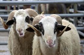 Seydişehir'de Kurban Bayramı hazırlıkları