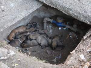 Su saati içindeki 12 köpek yavrusuna ilgi