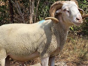 150 kilogramlık koç, 2 bin 500 TL'den satışa çıkarıldı