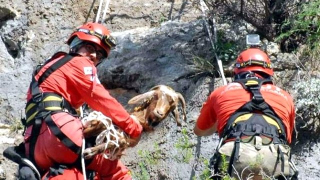 AKUT, 1000. Hayvanın canını kurtardı