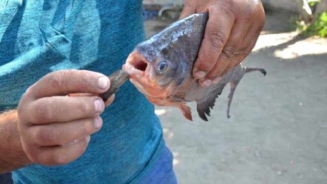 Konya'da baraj gölünde pirana yakalandı