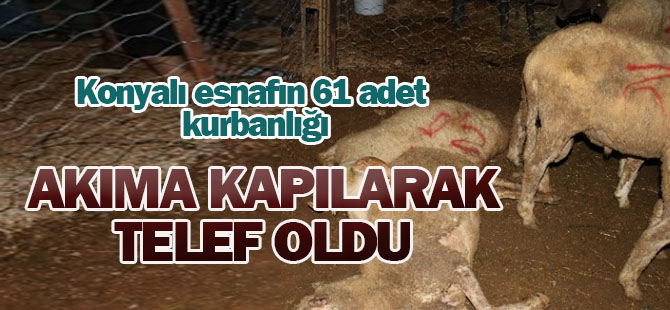 Antalya'da Akıma Kapılan 61 Kurbanlık Telef Oldu