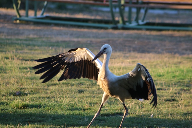 Göçe katılmayan Leylek vatandaşların oldu