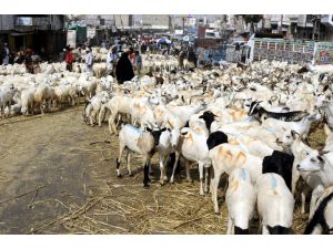 Yemen'de kurban bayramına doğru