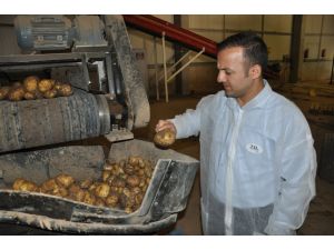 Ertekin ve Arısoy patates fabrikasını inceledi
