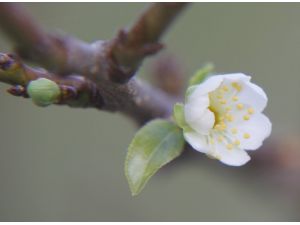 Erik ağacı sonbaharda çiçek açtı