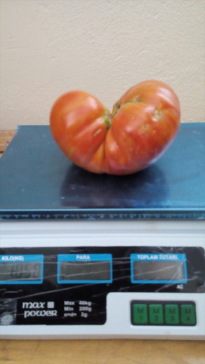 Konyalı çiftçi 1 kiloluk domates yetiştirdi
