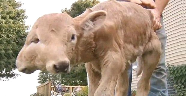 Bir haftalık buzağı "Bayram Paşa"ya oksijen tedavisi