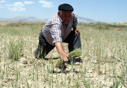 Hasat atıklarını enerjiye dönüştürecekler