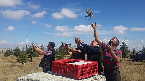 Kulu'da 300 keklik doğaya bırakıldı