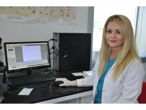 Sığırın kalp zarında kök hücre bulundu