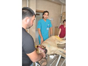 ERÜ'den hayvanlara 7/24 hizmet