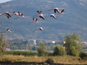 Genç flamingolar "büyük göçe" hazırlanıyor