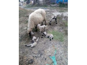Konya'da bir koyun beşiz doğurdu