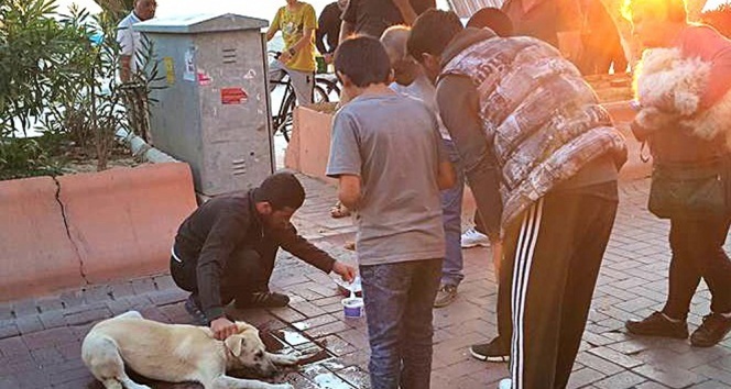 Zehirlenen sokak köpeğini böyle kurtardı