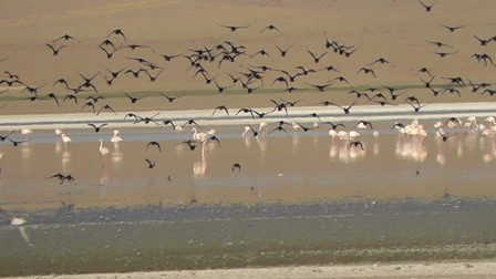 Düden Gölü’ne yaban kazları gelmeye başladı