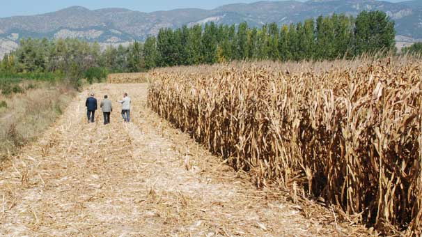 15 dönüm ekini hasat edip çaldılar