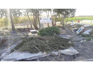 Pancar tarlasına Hint keneviri operasyonu