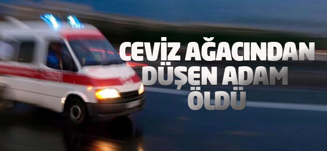 Ceviz ağacından düşen adam hayatını kaybetti