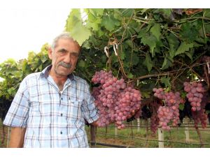 Üzüm ve narenciye üreticisi Rusya pazarıyla sevindi