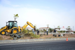 Aksaray-Konya Karayolu'na 300 Adet Ağaç Dikiliyor