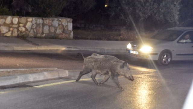 Yaban Domuzu Mahalleye İndi