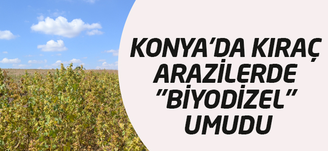 Kıraç Arazilerde "Biyodizel" Umudu